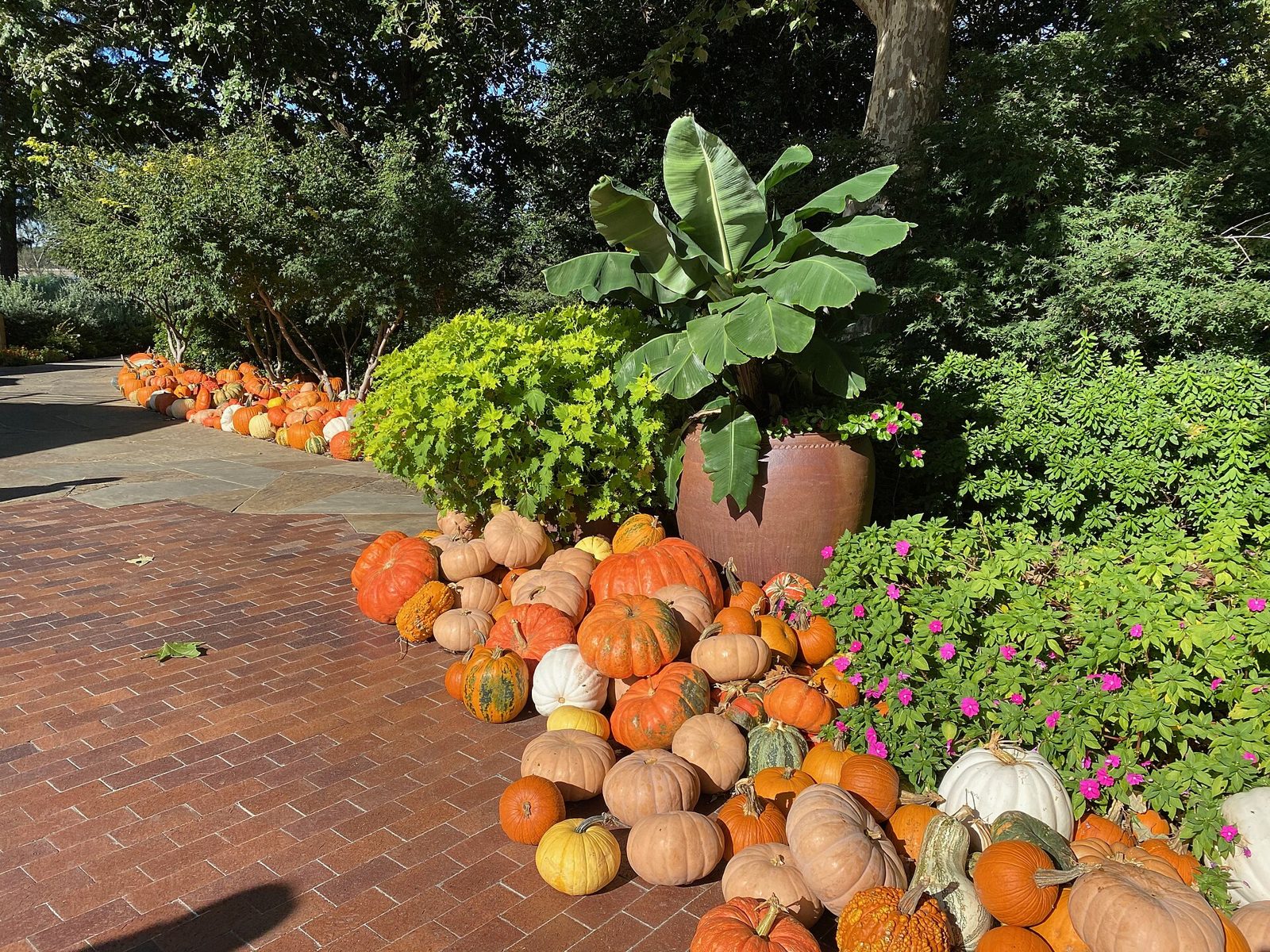 Calabazas en el Dallas Arboretum